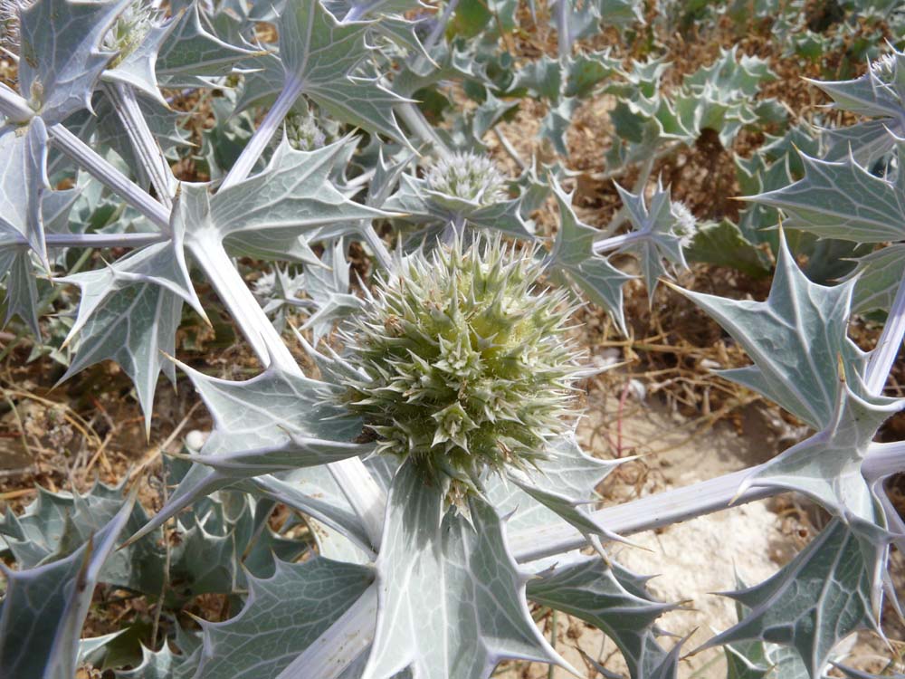 Eryngium maritimum / Calcatreppola marittima